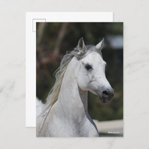 Bob Langrish   Grey Arab Stallion Headshot Postcard