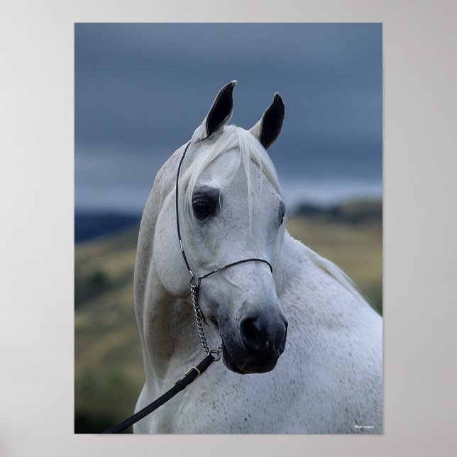 Bob Langrish | Grey Arab Stallion Headshot Poster (Front)