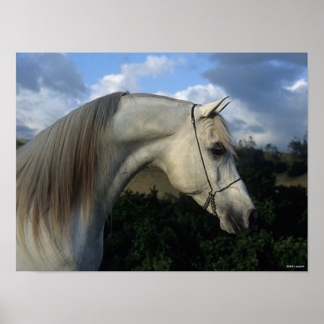 Bob Langrish | Grey Arab Stallion Headshot Poster (Front)