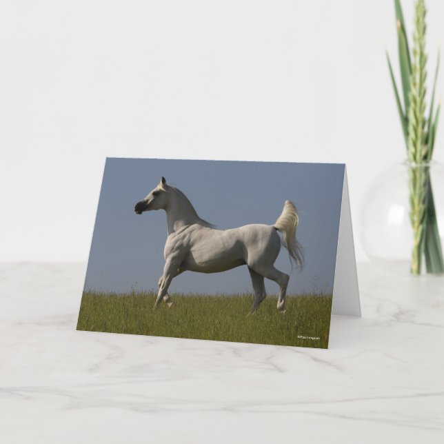 Bob Langrish | Grey Arab Stallion In Field Card (Front)
