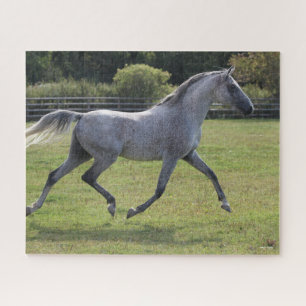 Bob Langrish   Grey Arab Stallion Running Backlit Jigsaw Puzzle