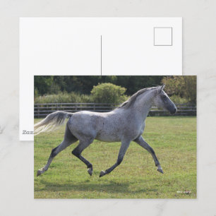 Bob Langrish   Grey Arab Stallion Running Backlit Postcard