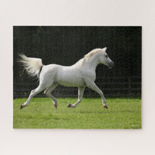 Bob Langrish   Grey Arab Stallion Running Jigsaw Puzzle