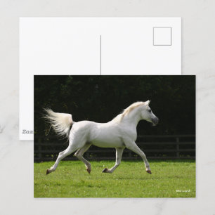 Bob Langrish Grey Arab Stallion Running Postcard