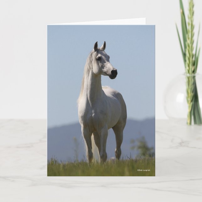 Bob Langrish | Grey Arab Stallion Standing Card (Front)