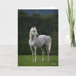 Bob Langrish   Grey Arab Stallion Standing Card