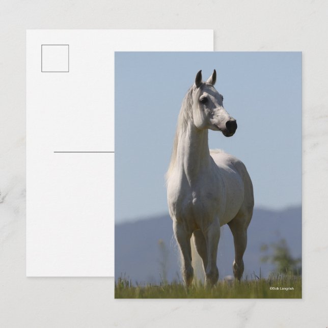 Bob Langrish | Grey Arab Stallion Standing Postcard (Front/Back)