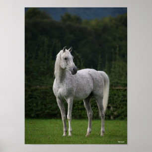 Bob Langrish   Grey Arab Stallion Standing Poster