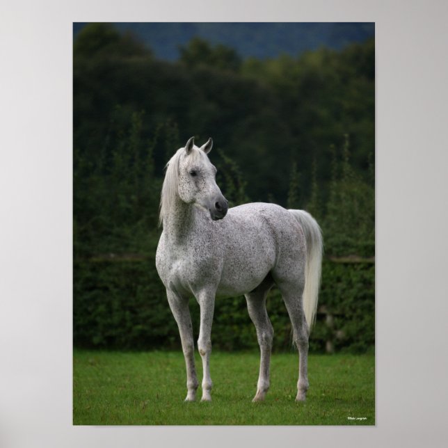 Bob Langrish | Grey Arab Stallion Standing Poster (Front)
