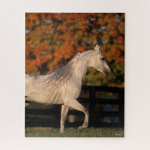 Bob Langrish Grey Arab Stallion Walking Autumn Jigsaw Puzzle