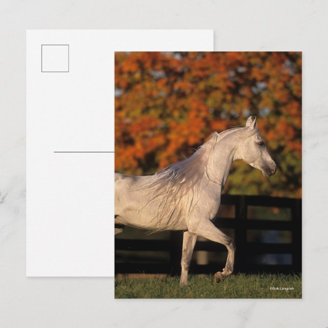 Bob Langrish | Grey Arab Stallion Walking Autumn Postcard (Front/Back)