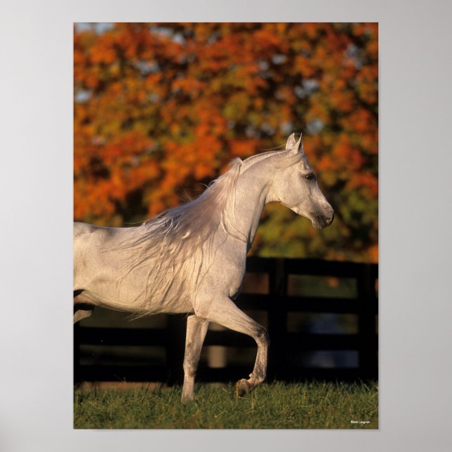 Bob Langrish | Grey Arab Stallion Walking Autumn Poster (Front)