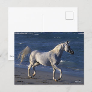 Bob Langrish Grey Arab Stallion Walking On Beach Postcard