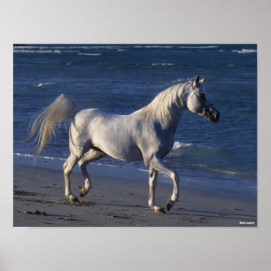 Bob Langrish Grey Arab Stallion Walking On Beach Poster