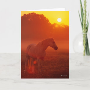 Bob Langrish   Grey Arab Standing at Sunset Card