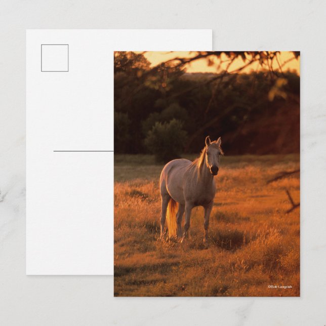 Bob Langrish | Grey Arab Standing at Sunset Postcard (Front/Back)