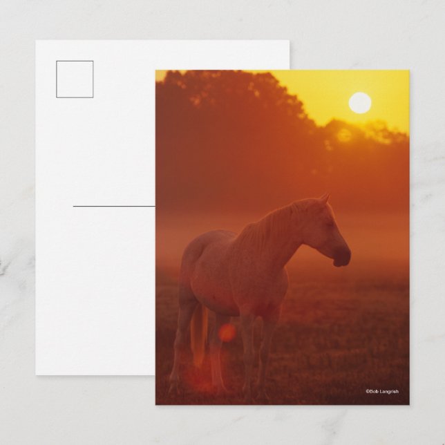 Bob Langrish | Grey Arab Standing at Sunset Postcard (Front/Back)