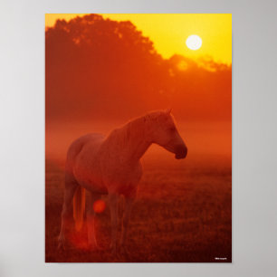 Bob Langrish   Grey Arab Standing at Sunset Poster
