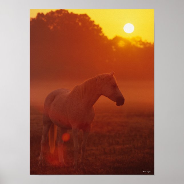Bob Langrish | Grey Arab Standing at Sunset Poster (Front)