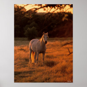 Bob Langrish Grey Arab Standing at Sunset Poster