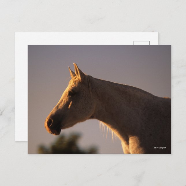 Bob Langrish | Grey Arab Standing Backlit Headshot Postcard (Front/Back)