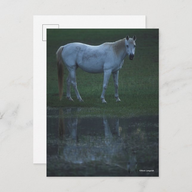 Bob Langrish Grey Arab Standing By Pond Reflection Postcard (Front/Back)