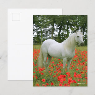 Bob Langrish Grey Arab standing In Red Flowers Postcard