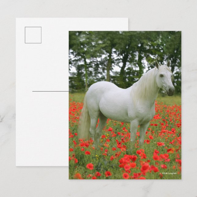 Bob Langrish | Grey Arab standing In Red Flowers Postcard (Front/Back)