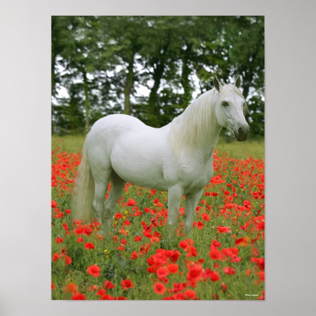 Bob Langrish | Grey Arab standing In Red Flowers Poster (Front)
