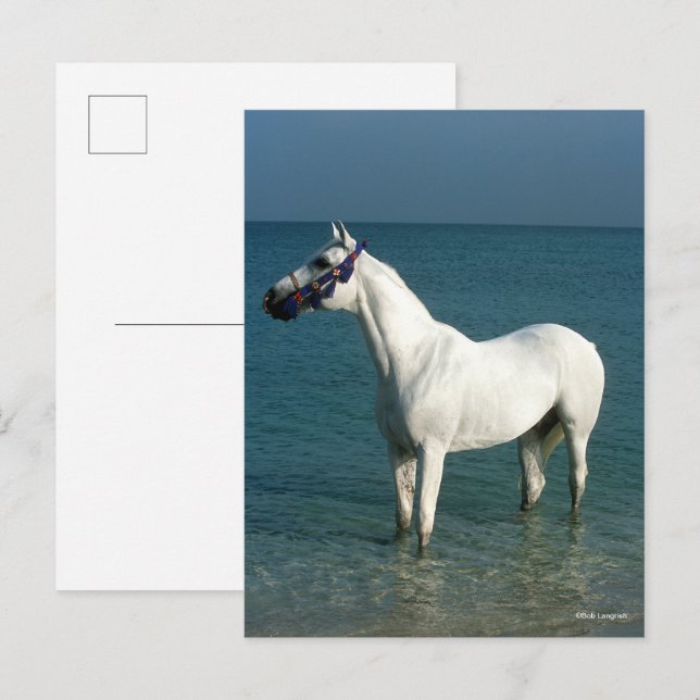 Bob Langrish | Grey Arab Standing In The Sea Postcard (Front/Back)
