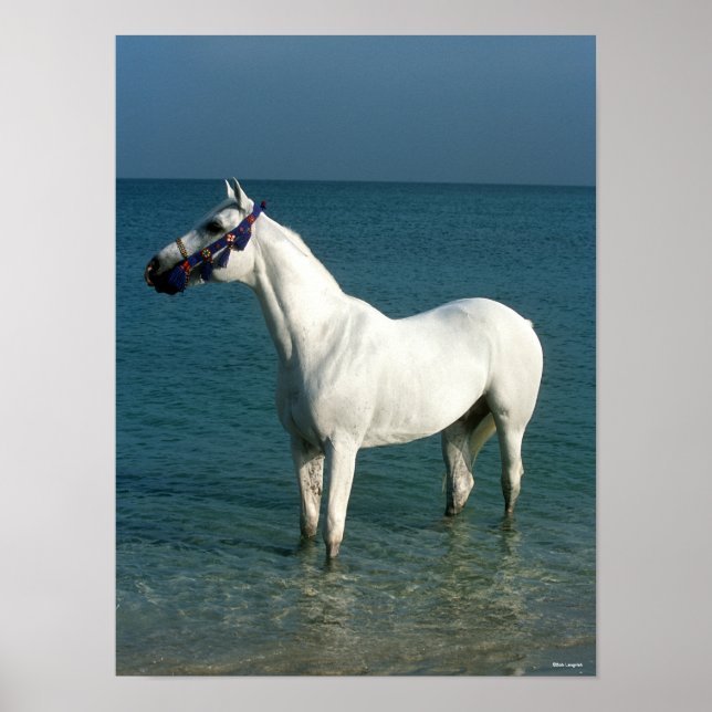 Bob Langrish | Grey Arab Standing In The Sea Poster (Front)