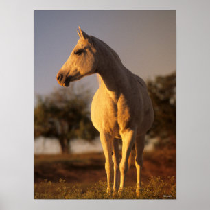 Bob Langrish Grey Arab Standing Poster