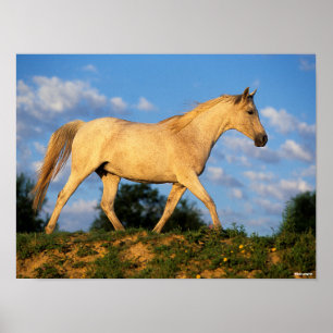 Bob Langrish Grey Arab Walking Poster