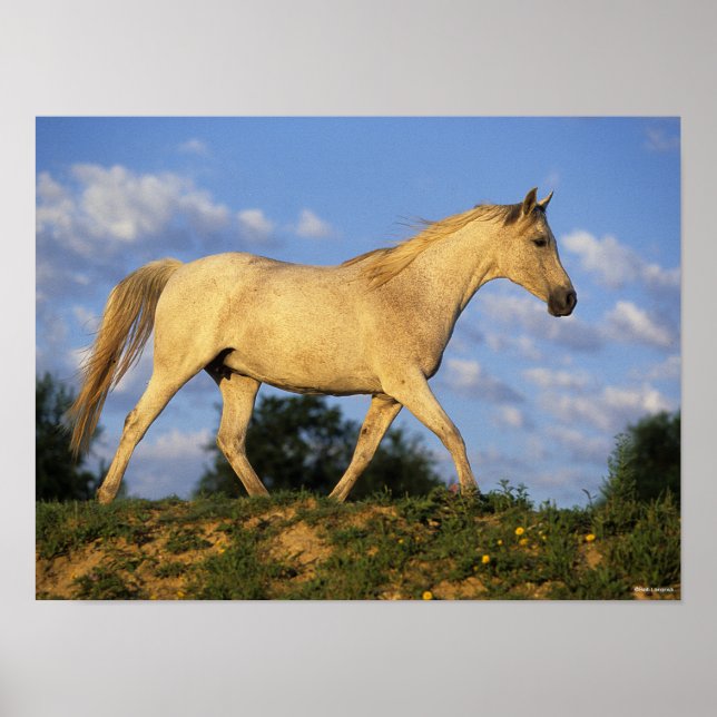 Bob Langrish | Grey Arab Walking Poster (Front)