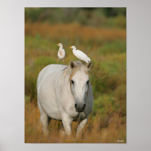 Bob Langrish Grey Camargue Horse with Two Birds Poster
