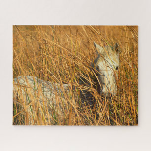 Bob Langrish   Grey Camargue Pony Lying In Reeds Jigsaw Puzzle