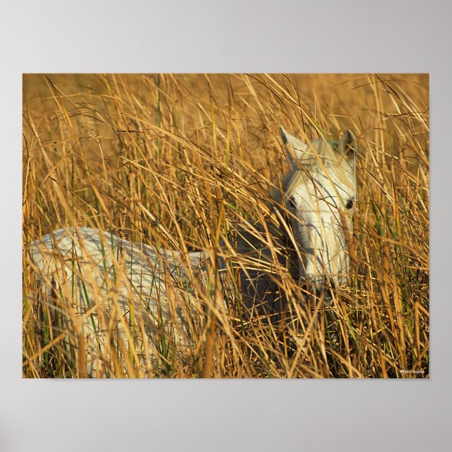Bob Langrish | Grey Camargue Pony Lying In Reeds Poster (Front)