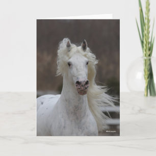 Bob Langrish   Grey Friesian Appaloosa headshot Card