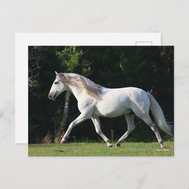 Bob Langrish | Grey Lusitano Stallion Postcard (Front/Back)