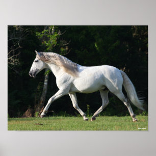 Bob Langrish Grey Lusitano Stallion Poster