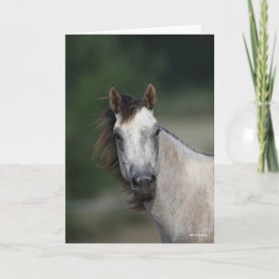 Bob Langrish   Grey Quarter Horse headshot Card
