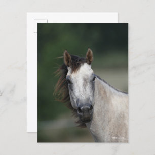 Bob Langrish   Grey Quarter Horse headshot Postcard