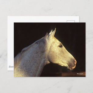 Bob Langrish   Grey Thoroughbred Stallion Headshot Postcard