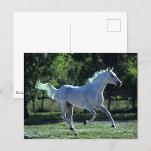 Bob Langrish   Grey Thoroughbred Stallion Running Postcard