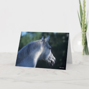 Bob Langrish   Grey Trakehner Stallion Headshot Card