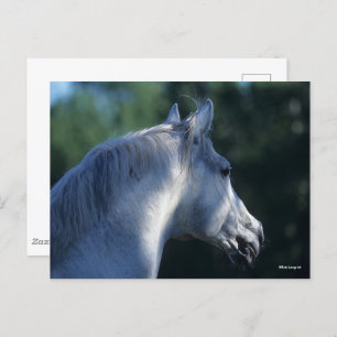 Bob Langrish   Grey Trakehner Stallion Headshot Postcard