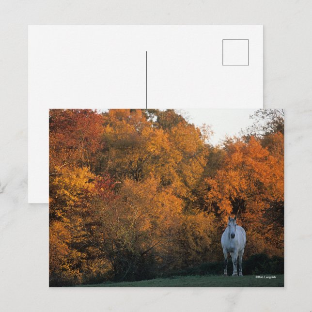 Bob Langrish Grey Warmblood Horse Standing Autumn Postcard (Front/Back)