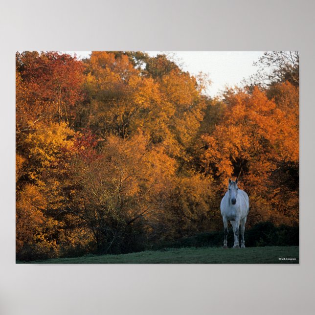 Bob Langrish Grey Warmblood Horse Standing Autumn Poster (Front)