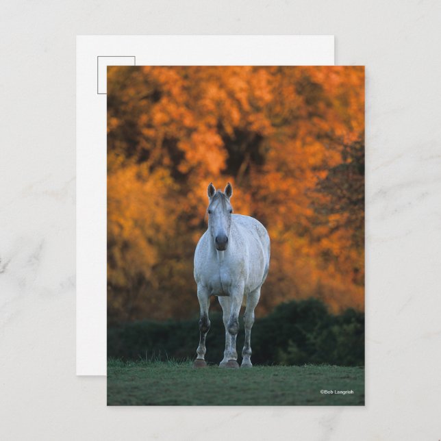 Bob Langrish | Grey Warmblood Standing Autumn Postcard (Front/Back)
