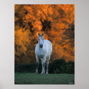 Bob Langrish Grey Warmblood Standing Autumn Poster